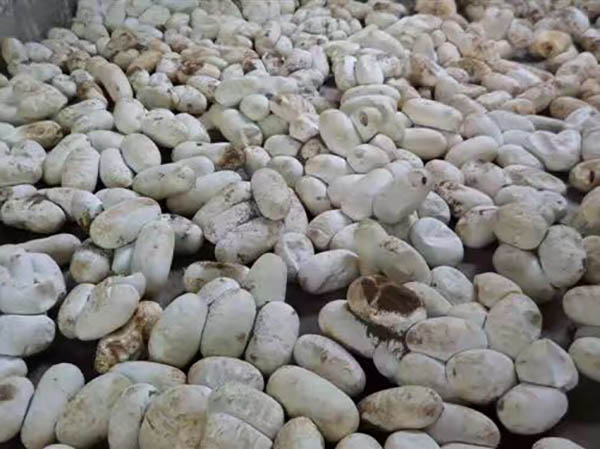 大王蛇