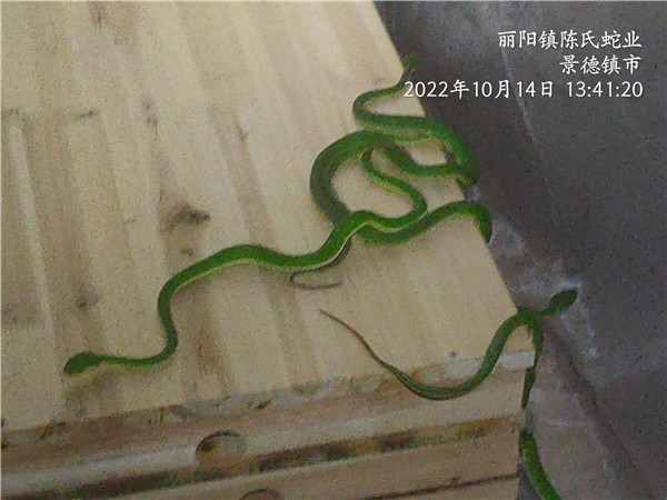 蛇类产品
